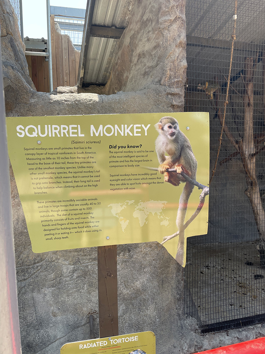 architectural-signs-sa-tx-squirrel-monkey